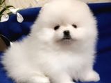 Karbeyaz pomeranian boo yavruları