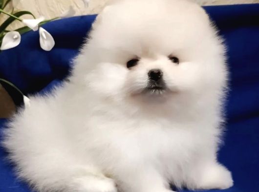 Karbeyaz Pomeranian Boo Yavruları