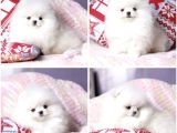 Karbeyaz Pomeranian Boo Yavruları