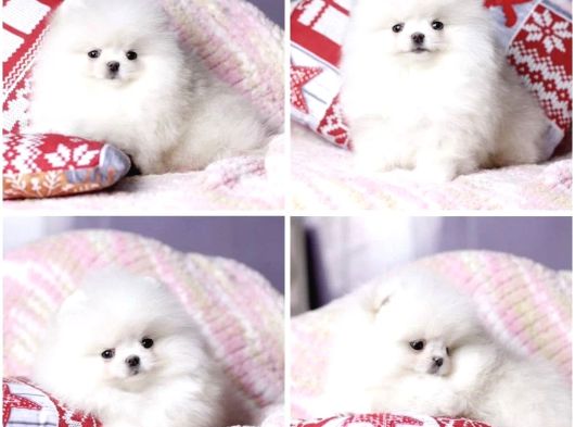 Karbeyaz Pomeranian Boo Yavruları görsel