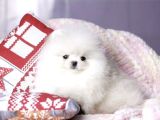 Karbeyaz Pomeranian Boo Yavruları