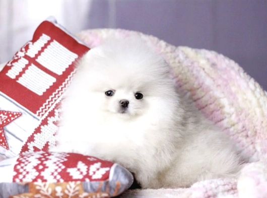 Karbeyaz Pomeranian Boo Yavruları görsel