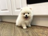 Karbeyaz Pomeranian Boo Yavruları