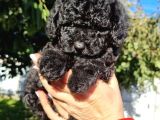 Siyah Inci Toy Poodle Yavrular