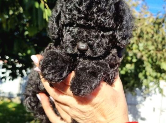 Siyah Inci Toy Poodle Yavrular görsel