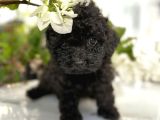 Siyah Inci Toy Poodle Yavrular