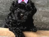 Siyah inci toy poodle yavrular
