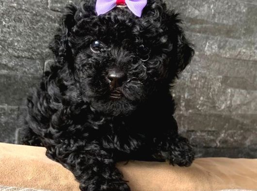 Siyah Inci Toy Poodle Yavrular