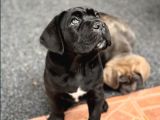 Siyah Erkek Dev Cane Corso Yavrular