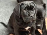 Siyah erkek dev cane corso yavrular
