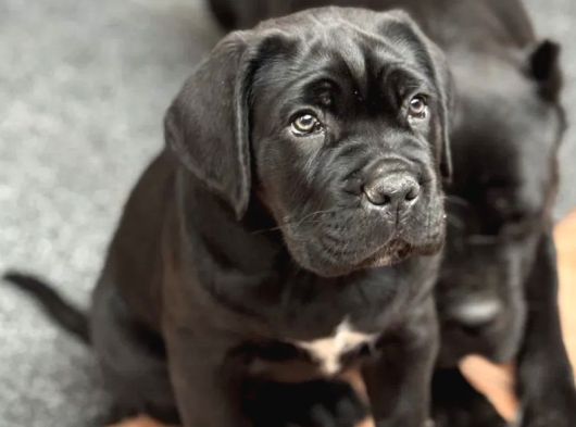 Siyah Erkek Dev Cane Corso Yavrular