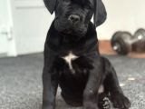 Siyah Erkek Dev Cane Corso Yavrular