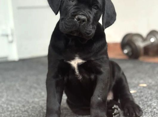 Siyah Erkek Dev Cane Corso Yavrular görsel