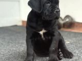 Siyah Erkek Dev Cane Corso Yavrular