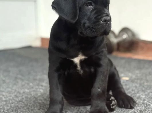 Siyah Erkek Dev Cane Corso Yavrular görsel
