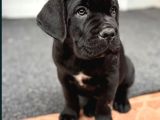 Siyah Erkek Dev Cane Corso Yavrular