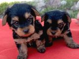 Tatlı Yorkie Bebekler