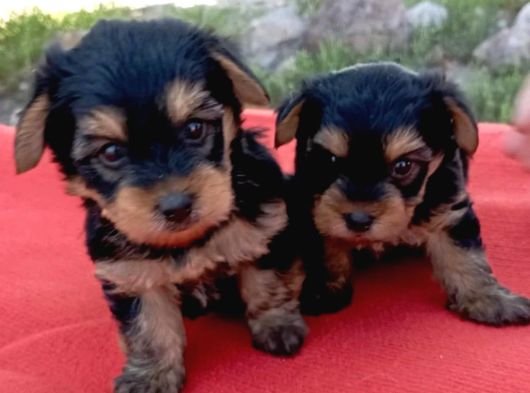 Tatlı Yorkie Bebekler