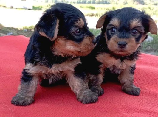 Tatlı Yorkie Bebekler görsel