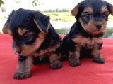 Tatlı Yorkie Bebekler