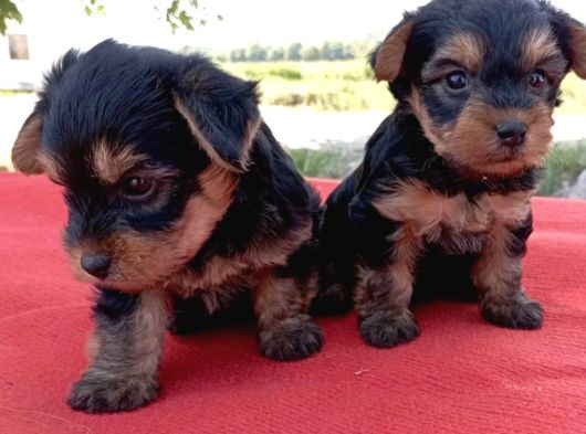 Tatlı Yorkie Bebekler görsel
