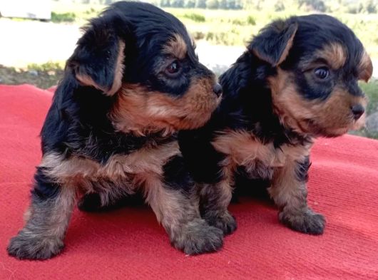 Tatlı Yorkie Bebekler görsel