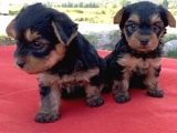 Tatlı Yorkie Bebekler