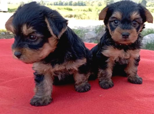 Tatlı Yorkie Bebekler görsel