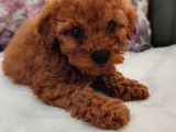 Toy Poodle Yavrularımız