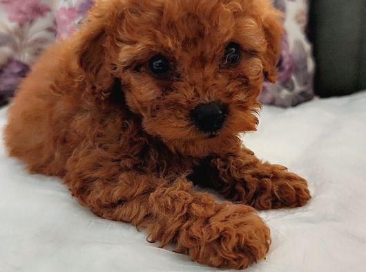 Toy Poodle Yavrularımız görsel