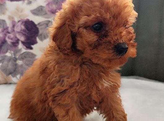 Toy Poodle Yavrularımız görsel