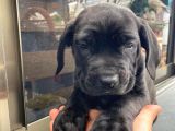Dev Cane corso