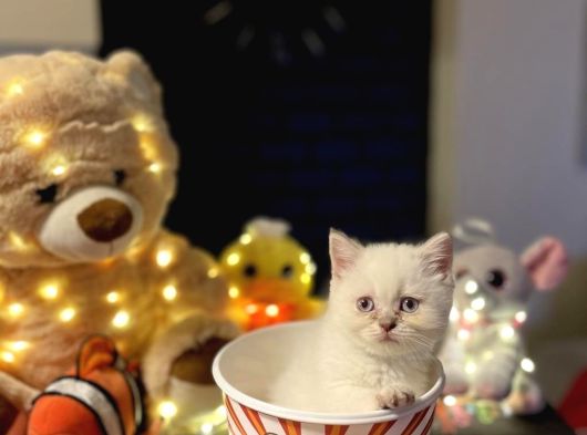 Brtish Shorthair Safkan Yavru görsel
