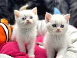Brtish Shorthair Safkan Yavru