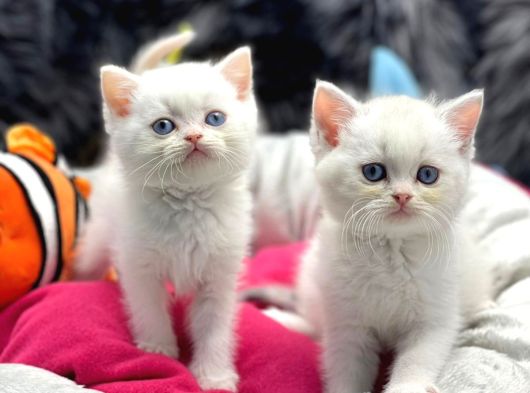 Brtish Shorthair Safkan Yavru