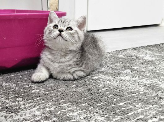Reng Reng Ayıcık Surat Aşırı Sıcak Kanlı Yavrularım görsel