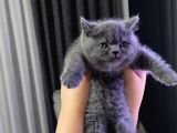 Reng reng Ayıcık surat aşırı sıcak kanlı yavrularım