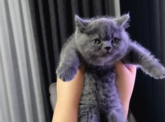 Reng Reng Ayıcık Surat Aşırı Sıcak Kanlı Yavrularım