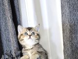 Reng Reng Ayıcık Surat Aşırı Sıcak Kanlı Yavrularım