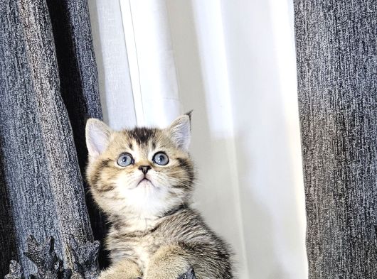Reng Reng Ayıcık Surat Aşırı Sıcak Kanlı Yavrularım görsel