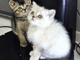 Reng Reng Ayıcık Surat Aşırı Sıcak Kanlı Yavrularım