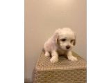 Mini Boy Maltese Bebeklerimiz