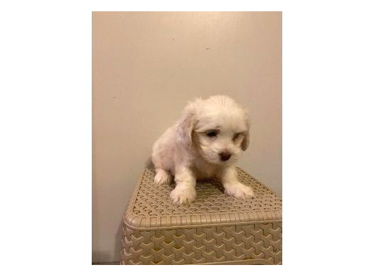 Mini Boy Maltese Bebeklerimiz görsel