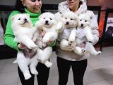 Safkan Irk Garantili Samoyed Yavruları