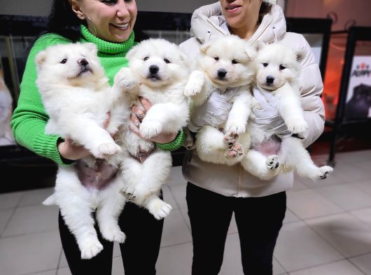 Safkan Irk Garantili Samoyed Yavruları görsel