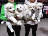 Safkan Irk Garantili Samoyed Yavruları