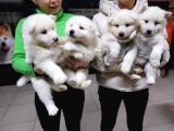 Safkan Irk Garantili Samoyed Yavruları