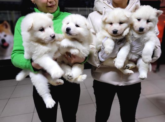 Safkan Irk Garantili Samoyed Yavruları görsel