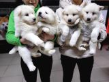Safkan ırk garantili samoyed yavruları