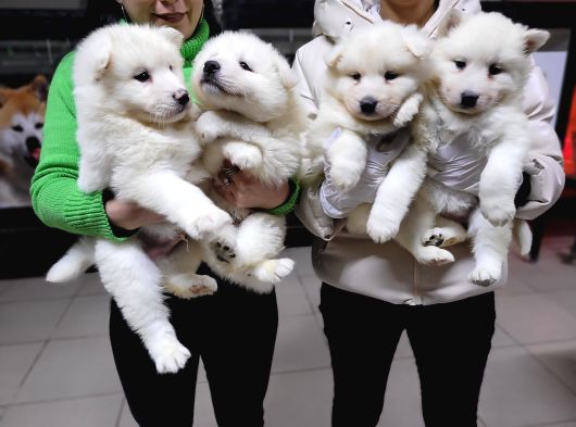 Safkan Irk Garantili Samoyed Yavruları